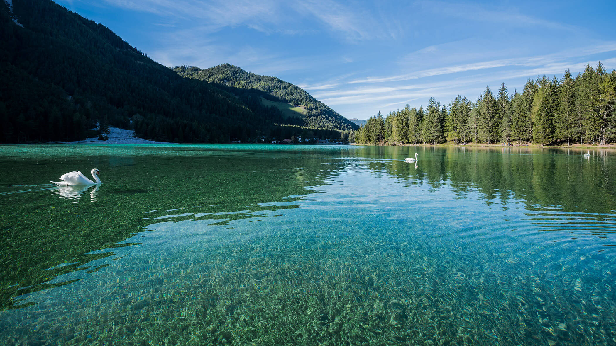 Zwei Schwäne im Toblacher See - OLM Nature Escape