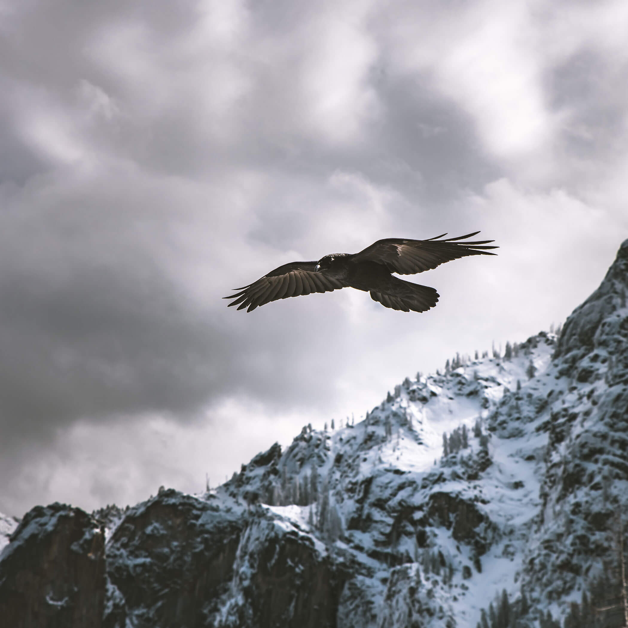Bird flies over snowy mountains - OLM Nature Escape