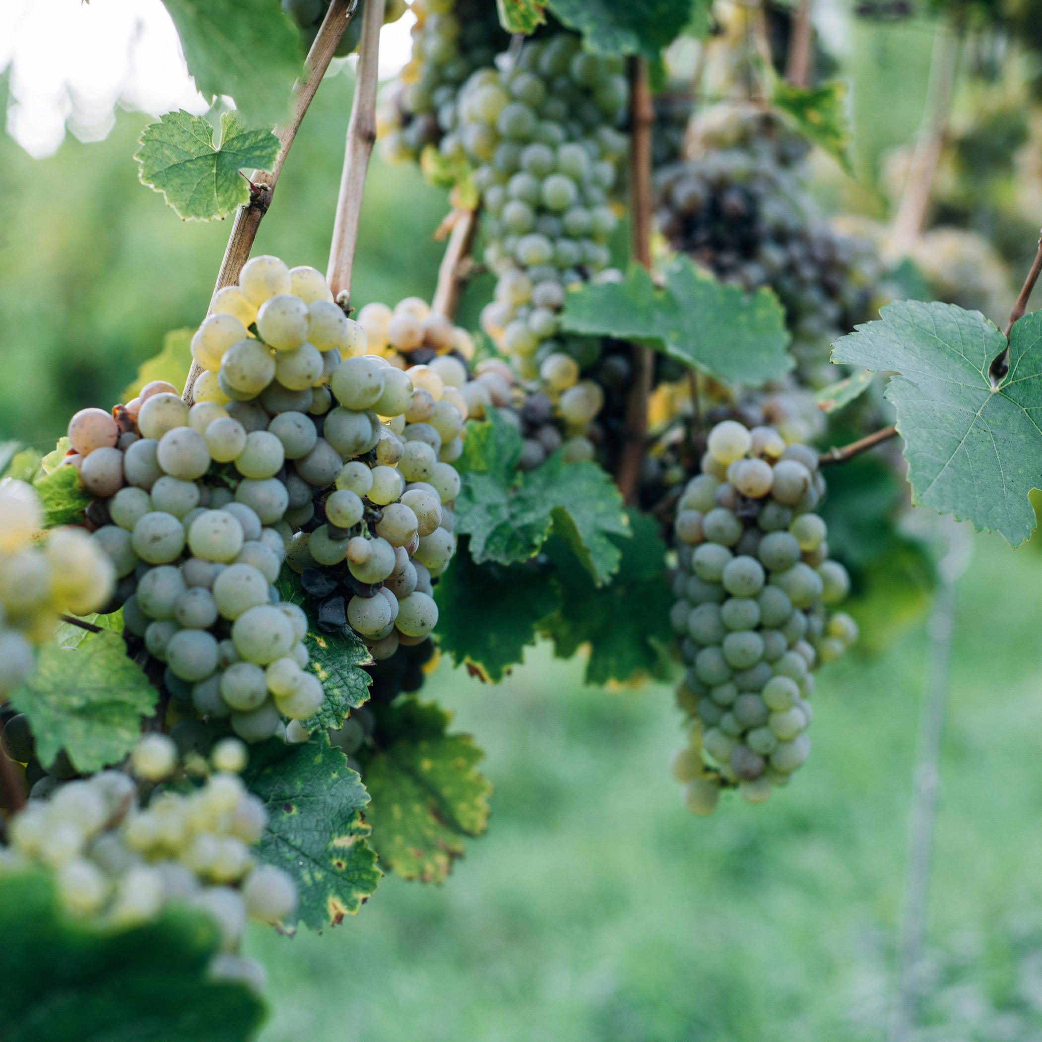 Vite con uva - OLM Nature Escape
