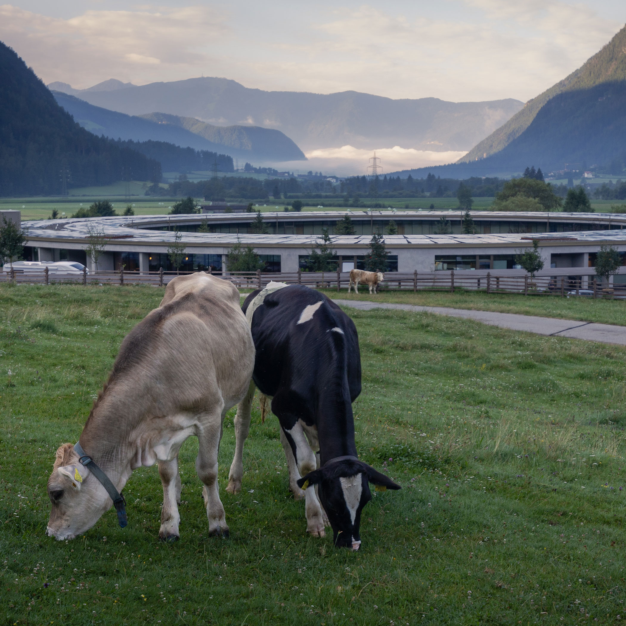 Zwei Kühe auf der Wiese